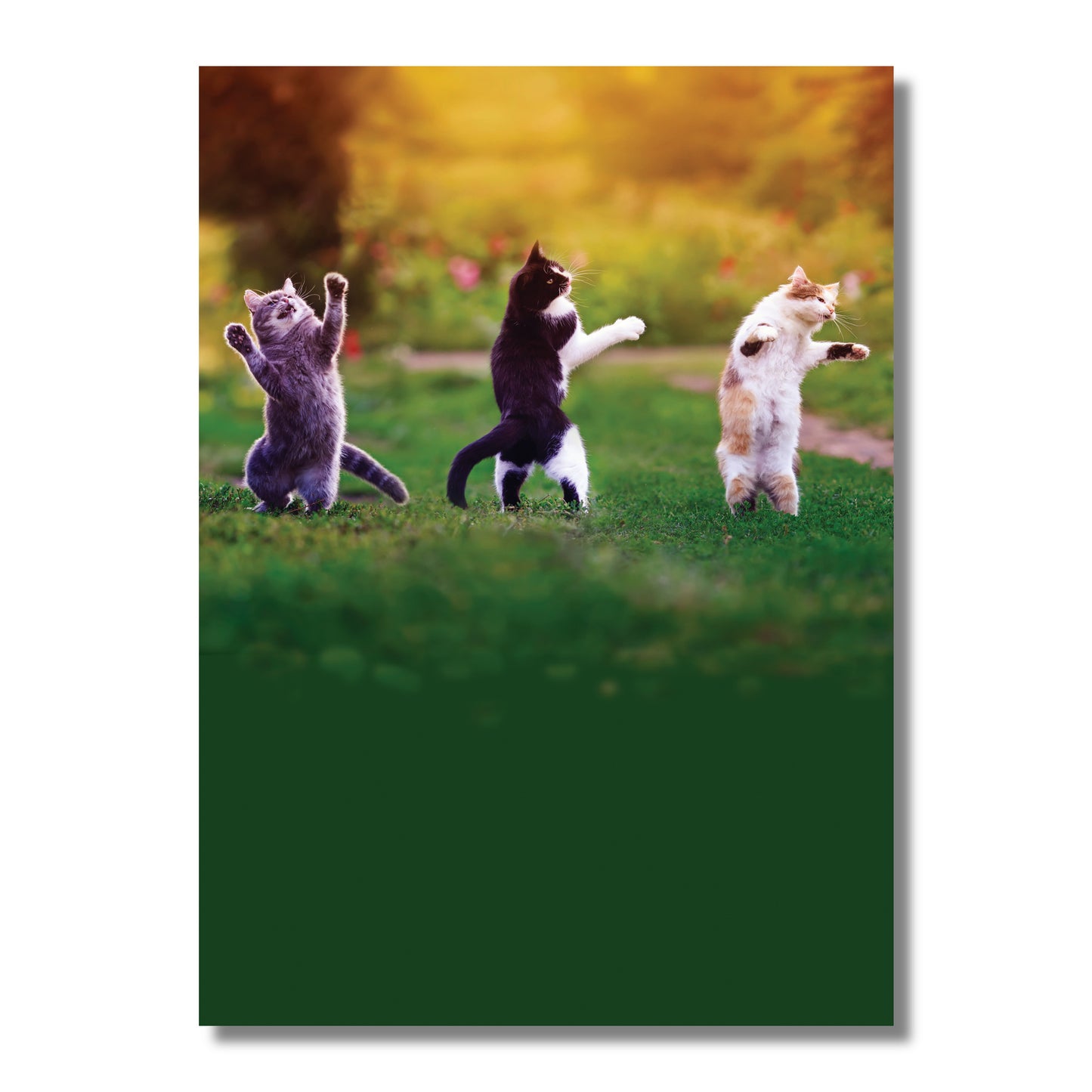 Birthday Card — Dancing Cats, Crank Up the Mewsic