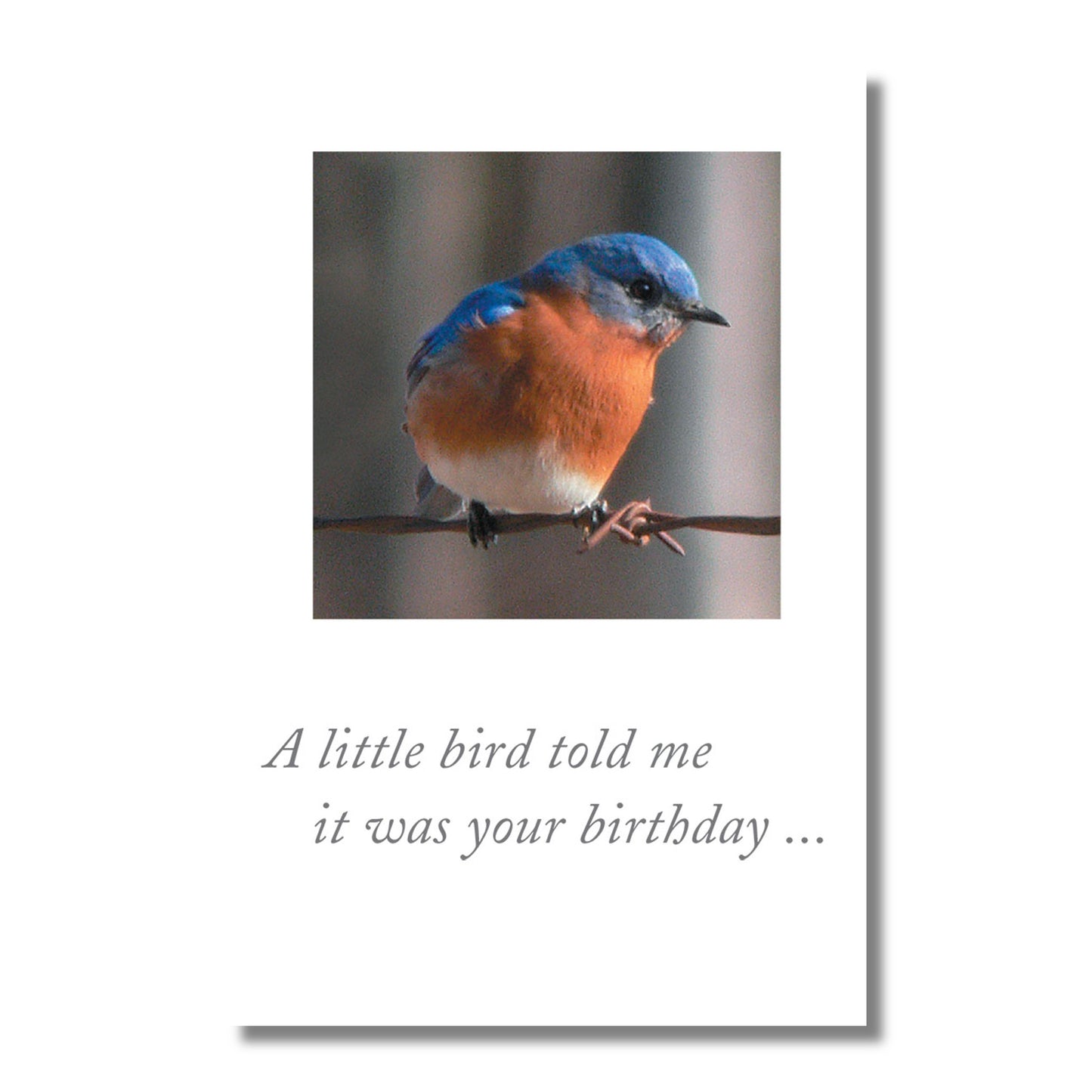 Belated Birthday Card — A Little Bird Told Me . . .